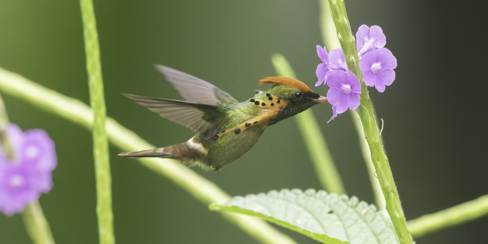 image Tufted Coquette